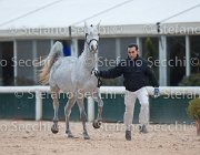 x del Buttasella Tosc Tour2013- S5 1694 : Arezzo, Cavalli d'Italia, Clara del Buttasella, Toscana Tour 2013, foto di Stefano Secchi ©